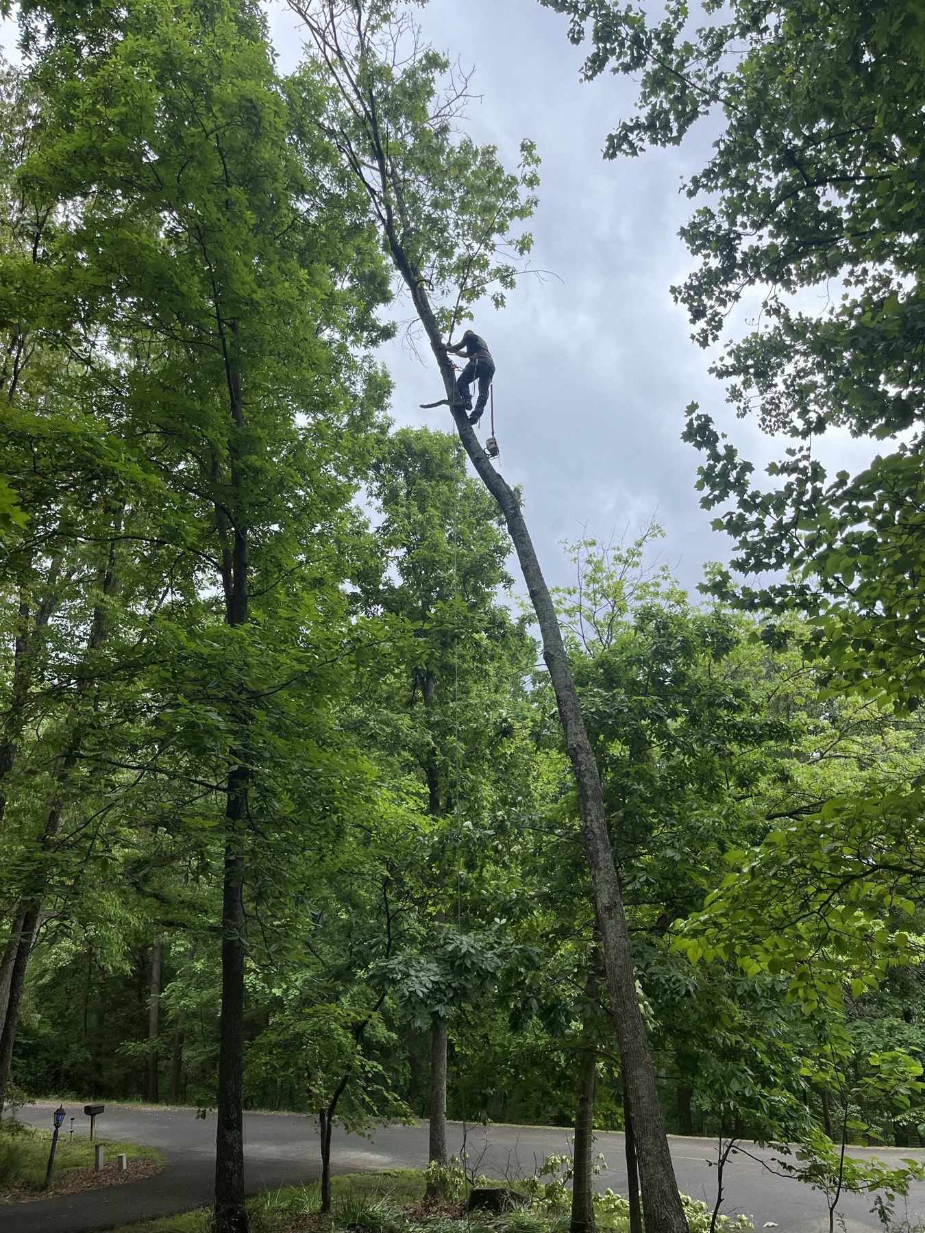 G&P arborist climbing high in the dense green canopy of a mature tree in summer