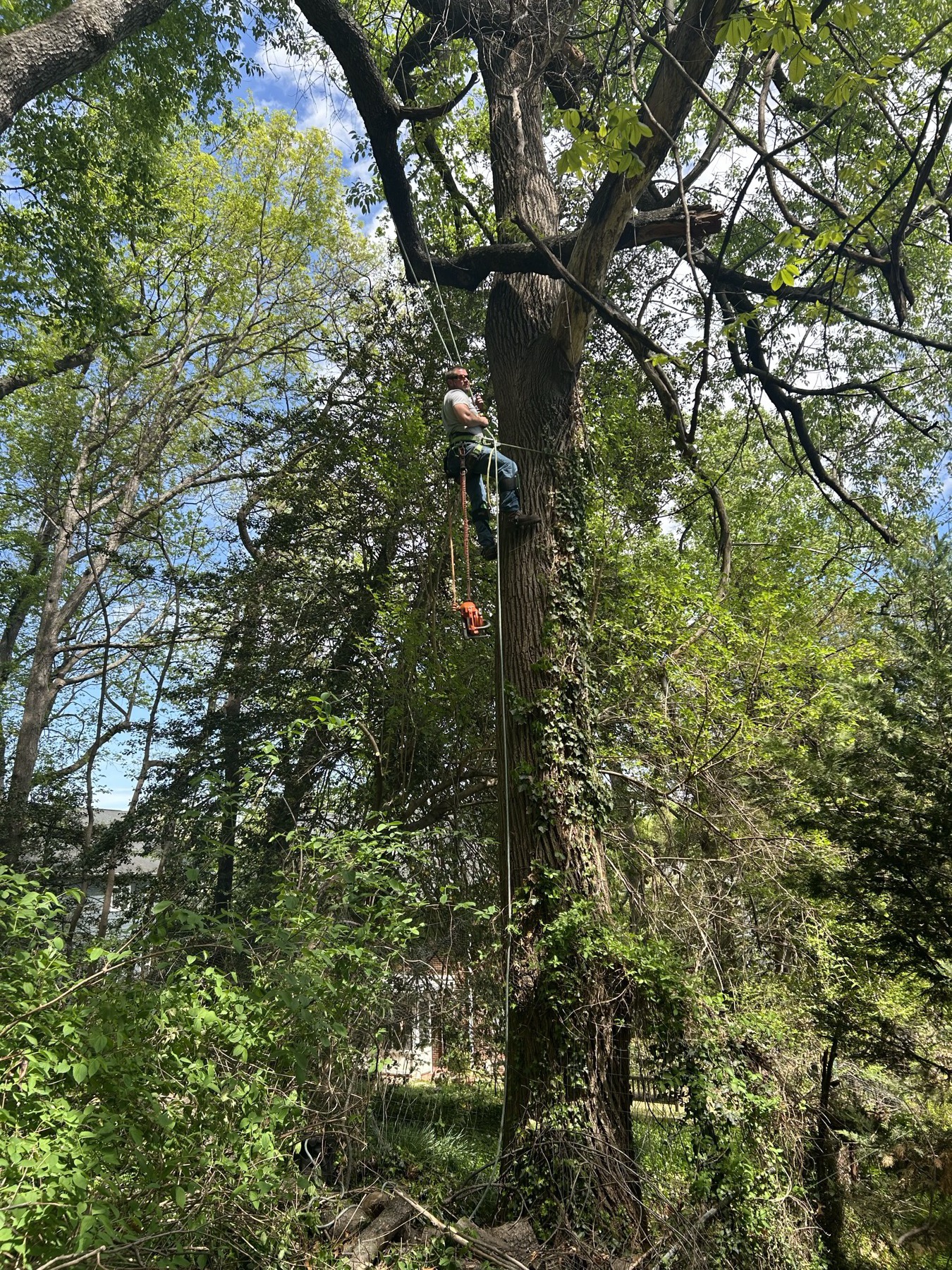 G&P arborist crew on the job in a wooded area