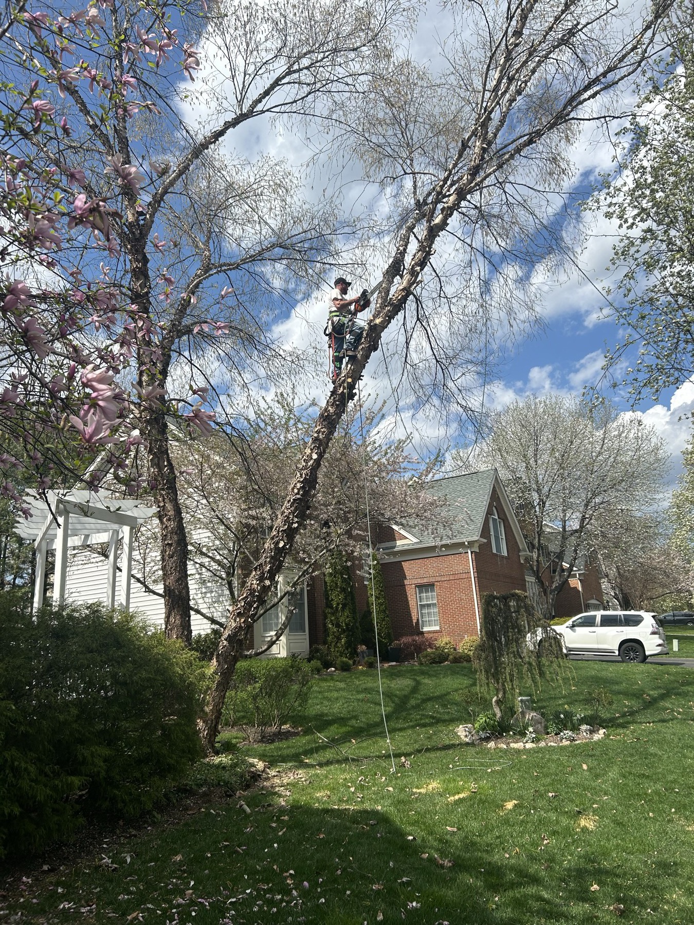 Crown reduction work on a tall tree over a brick colonial home